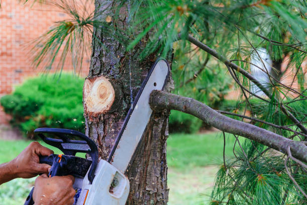 How Our Tree Care Process Works  in Stansberry Lake, WA